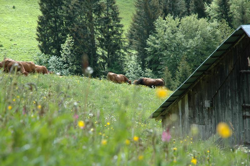 Découvrir le milieu naturel des montagnes des Bauges