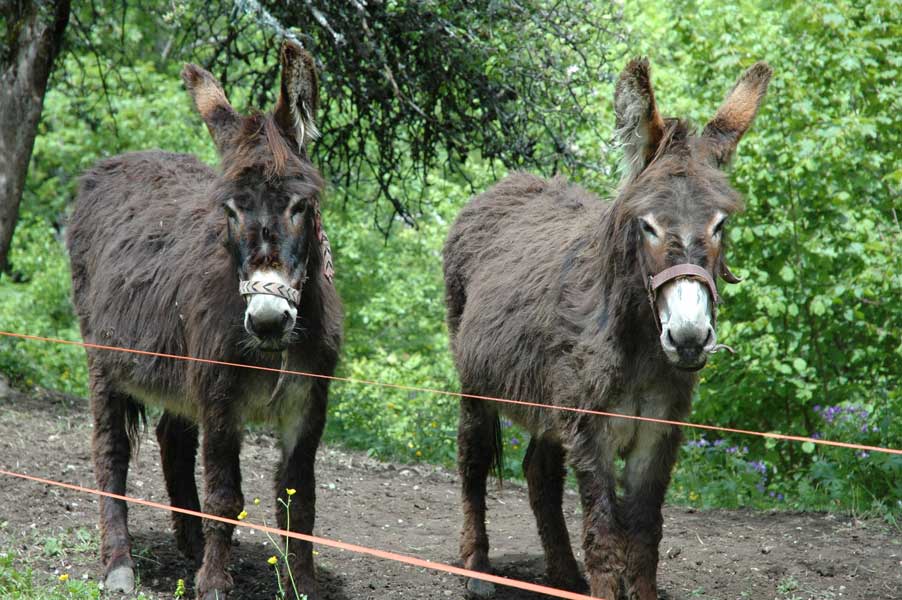 sortie-scolaire-milieu naturel - randonnée- anes-flore-bauges