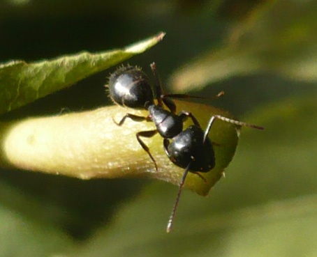 sortie-scolaire-milieu naturel - randonnée - cerf - fourmi