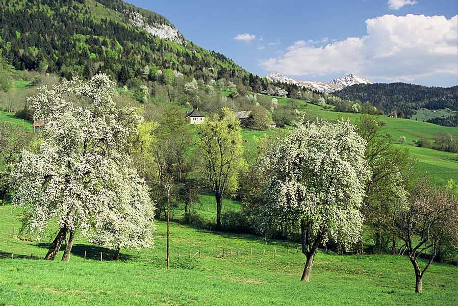 forêt enchantée