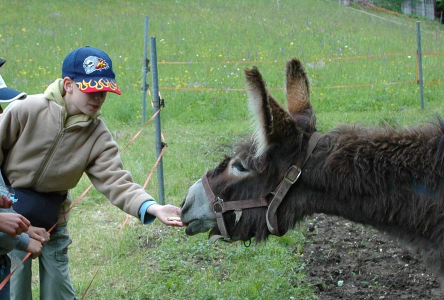 sortie-scolaire-patrimoine-agriculture-anes-contes-bauges